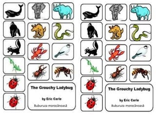 Buburuza morocănoasă