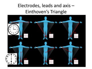 Electrodes, leads and axis –
Einthoven’s Triangle
 
