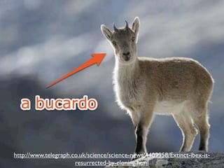 en
dp




       http://www.telegraph.co.uk/science/science-news/4409958/Extinct-ibex-is-
 oi
     nt
        .c




                             resurrected-by-cloning.html
       om
 
