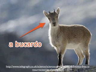 en
dp




       http://www.telegraph.co.uk/science/science-news/4409958/Extinct-ibex-is-
 oi
     nt
        .c




     ...