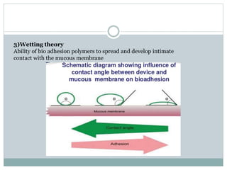 3)Wetting theory
Ability of bio adhesion polymers to spread and develop intimate
contact with the mucous membrane
 