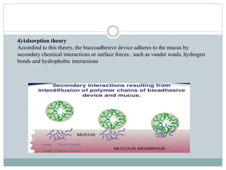 4)Adsorption theory
Accordind to this theory, the buccoadhesive device adheres to the mucus by
secondary chemical interactions or surface forces , such as vander waals, hydrogen
bonds and hydrophobic interactions
 