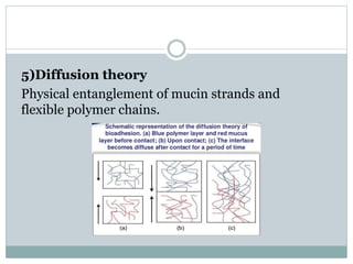 5)Diffusion theory
Physical entanglement of mucin strands and
flexible polymer chains.
 