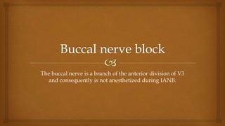 The buccal nerve is a branch of the anterior division of V3
and consequently is not anesthetized during IANB.
 