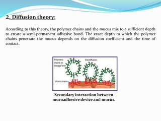 2. Diffusion theory:
According to this theory, the polymer chains and the mucus mix to a sufficient depth
to create a semi-permanent adhesive bond. The exact depth to which the polymer
chains penetrate the mucus depends on the diffusion coefficient and the time of
contact.
Secondary interaction between
mucoadhesive device and mucus.
 