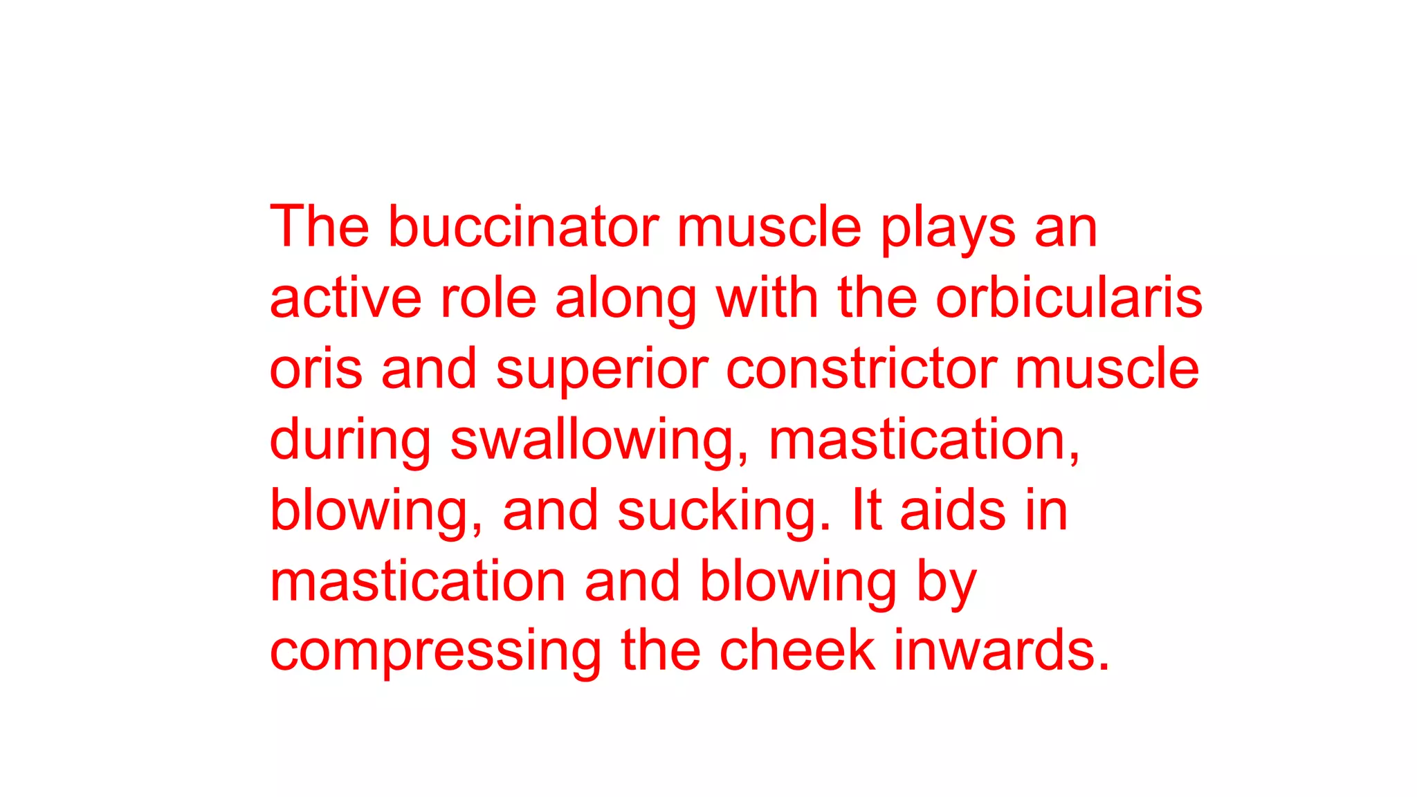 The buccinator muscle plays an
active role along with the orbicularis
oris and superior constrictor muscle
during swallowing, mastication,
blowing, and sucking. It aids in
mastication and blowing by
compressing the cheek inwards.