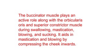 The buccinator muscle plays an
active role along with the orbicularis
oris and superior constrictor muscle
during swallowing, mastication,
blowing, and sucking. It aids in
mastication and blowing by
compressing the cheek inwards.
 