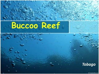 Buccoo Reef

Tobago

 