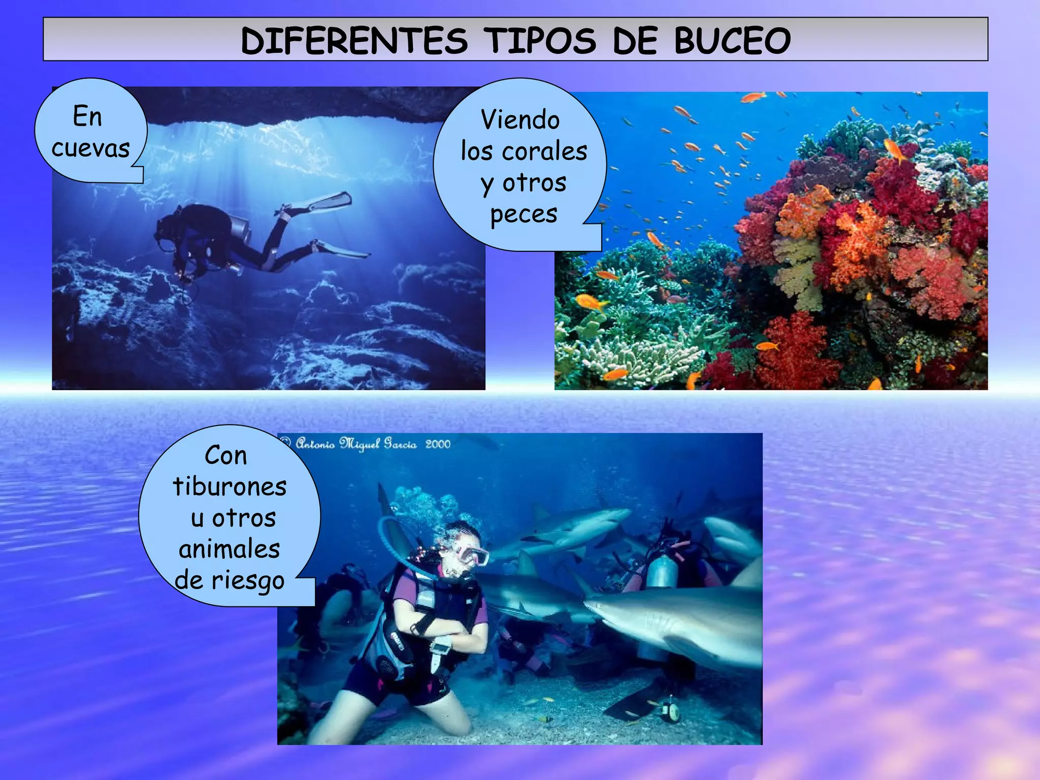 DIFERENTES TIPOS DE BUCEO Con tiburones u otros animales de riesgo Viendo los corales y otros peces En cuevas