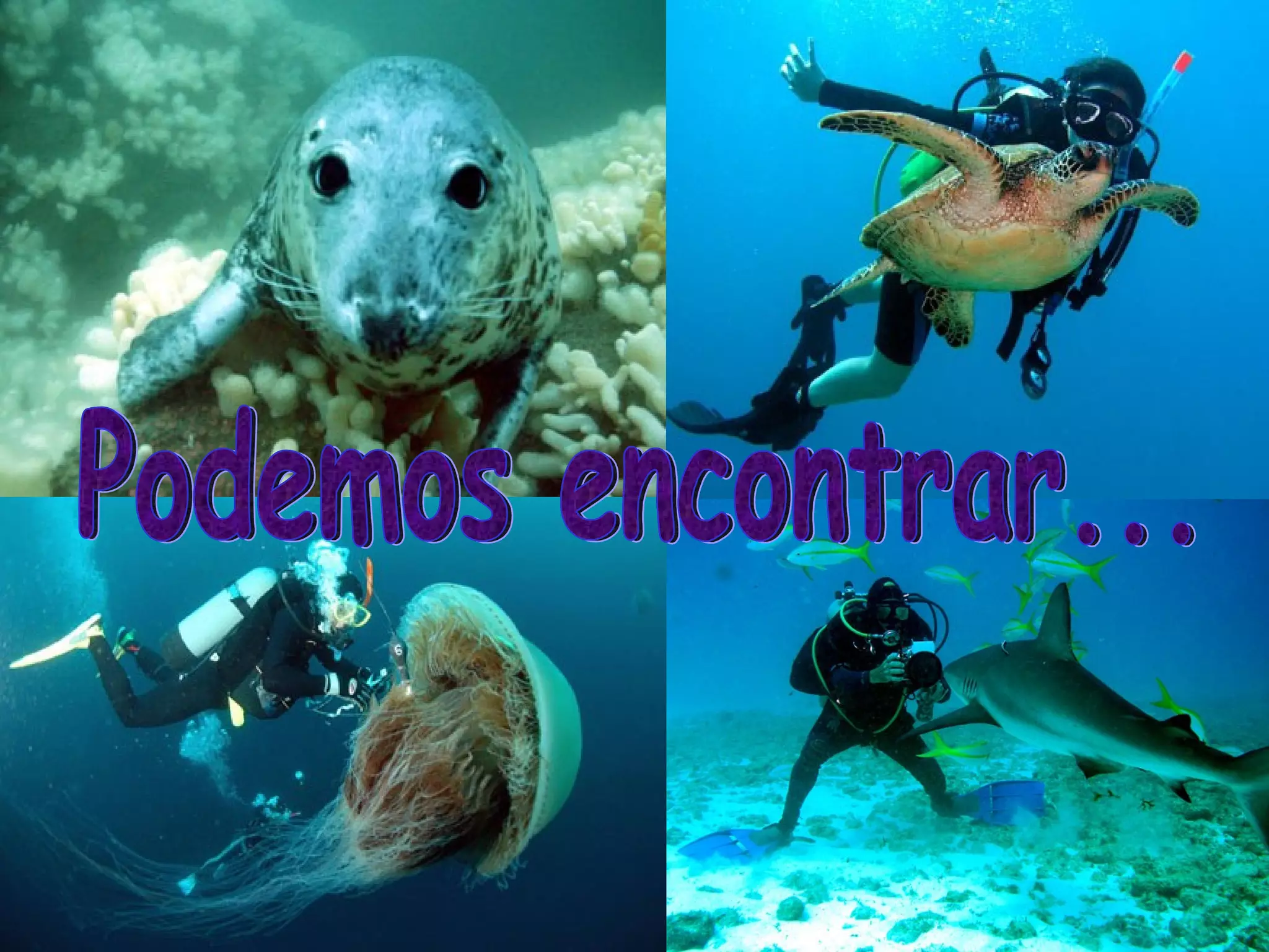 Podemos encontrar...