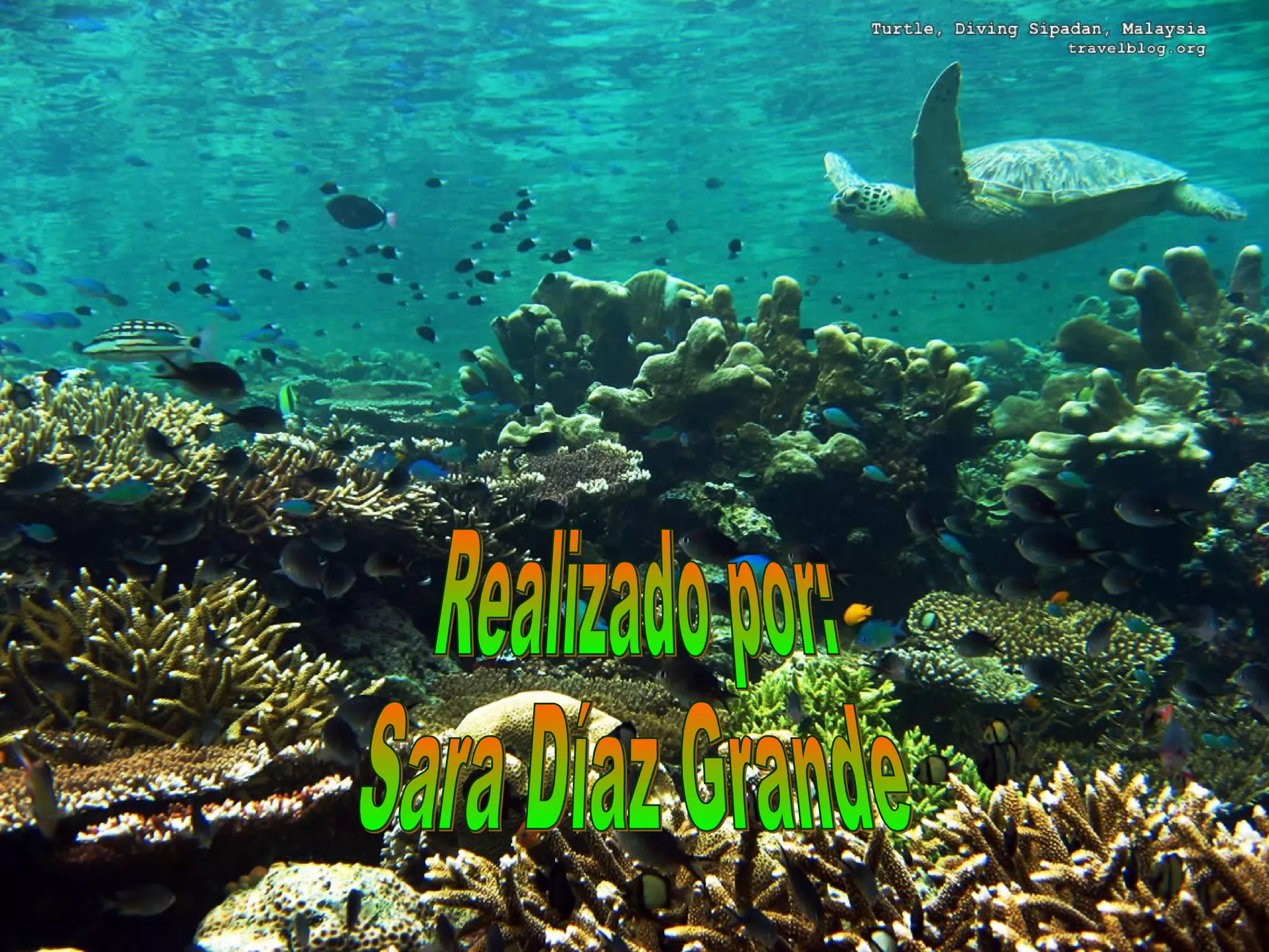 Realizado por: Sara Díaz Grande