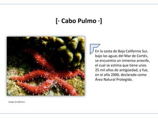 [· Cabo Pulmo ·]
En la costa de Baja California Sur,
bajo las aguas del Mar de Cortés,
se encuentra un inmenso arrecife,
el cual se estima que tiene unos
25 mil años de antigüedad, y fue,
en el año 2000, declarado como
Área Natural Protegida.
Imagen de Jeff Gunn.
 