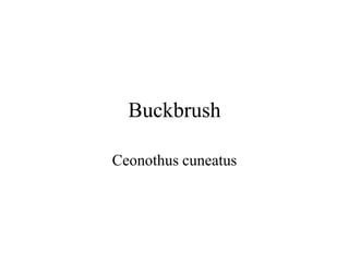 Buckbrush 
Ceonothus cuneatus 
 