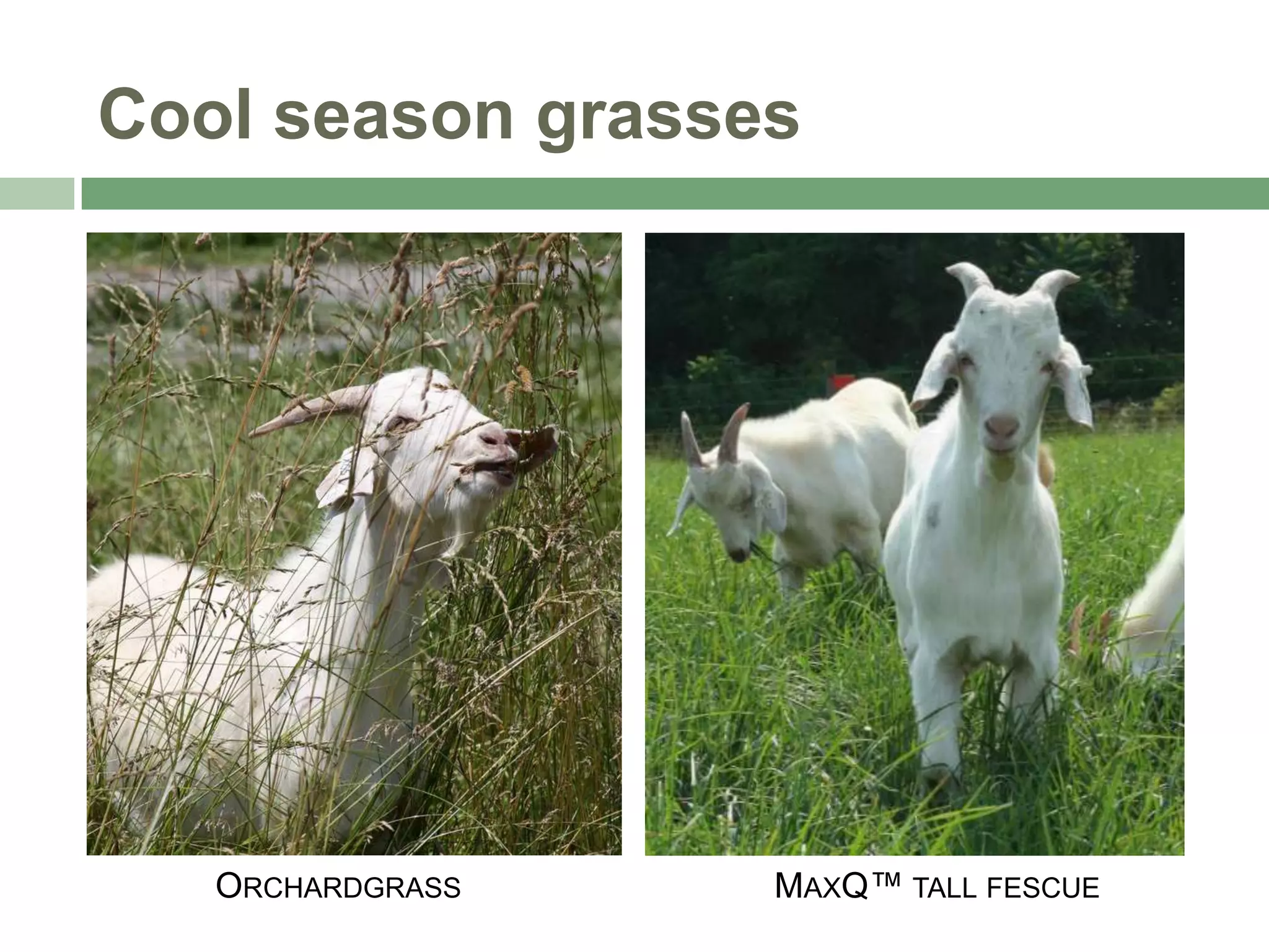 Cool season grasses

ORCHARDGRASS

MAXQ™ TALL FESCUE

 
