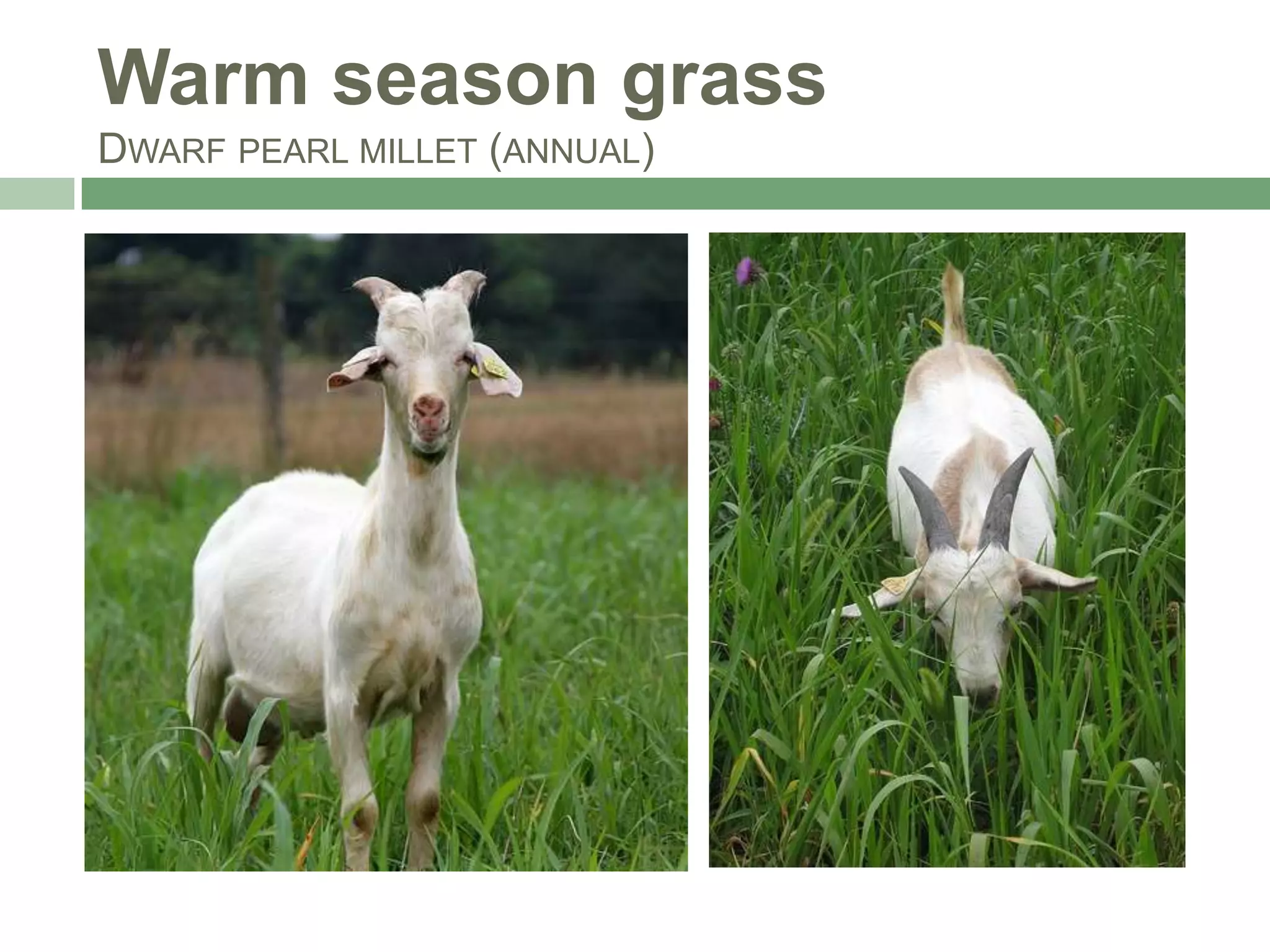 Warm season grass
DWARF PEARL MILLET (ANNUAL)

 