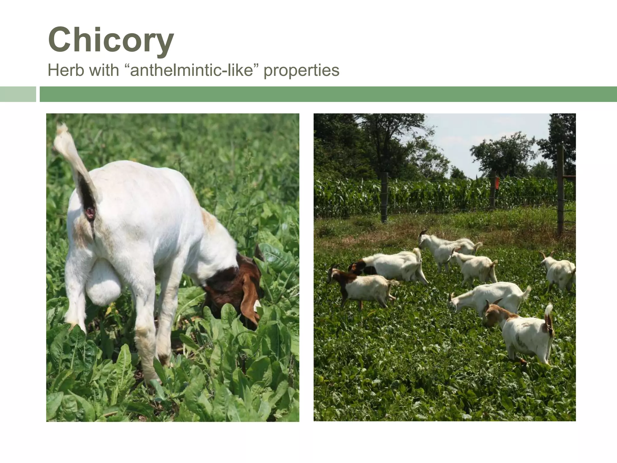 Chicory
Herb with “anthelmintic-like” properties

 