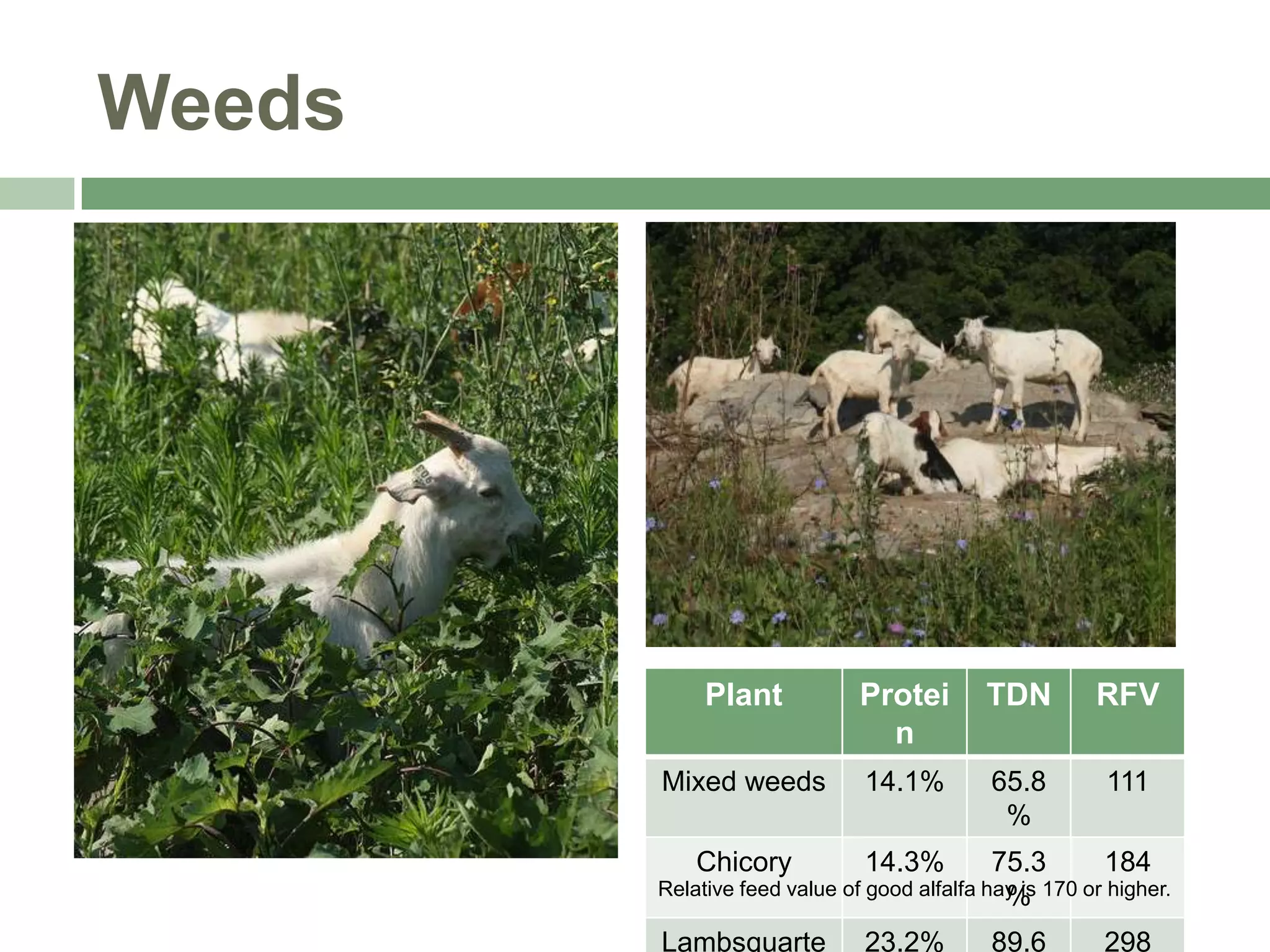 Weeds

Plant

Protei
n

TDN

RFV

Mixed weeds

14.1%

65.8
%

111

Chicory

14.3%

Lambsquarte

23.2%

75.3
184
Relative feed value of good alfalfa hay is 170 or higher.
%
89.6

298

 
