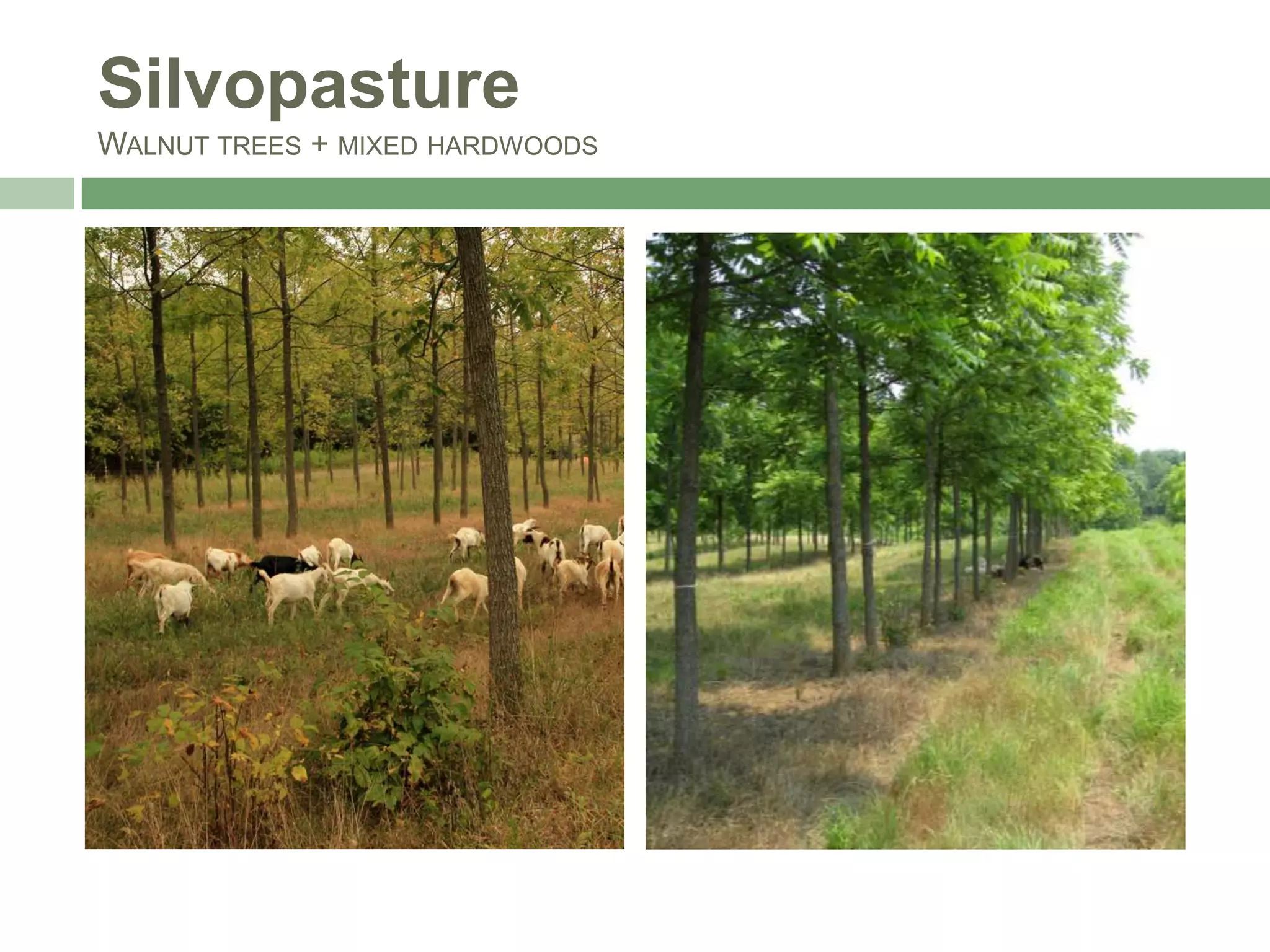 Silvopasture
WALNUT TREES + MIXED HARDWOODS

 