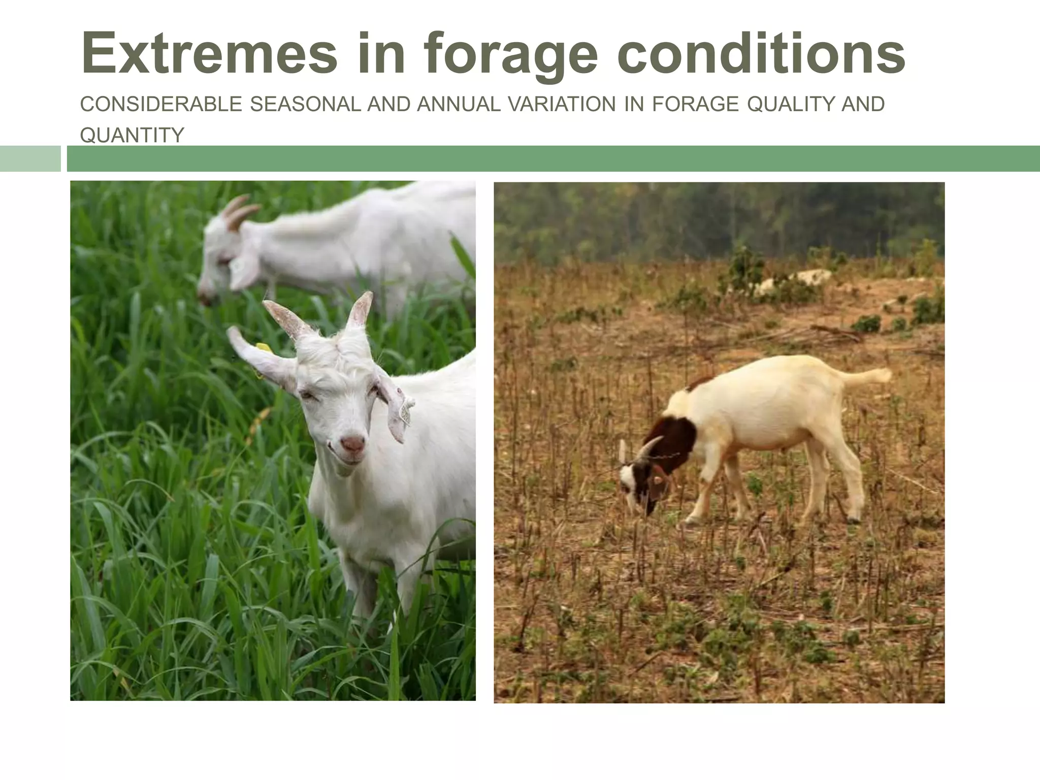 Extremes in forage conditions
CONSIDERABLE SEASONAL AND ANNUAL VARIATION IN FORAGE QUALITY AND
QUANTITY

 