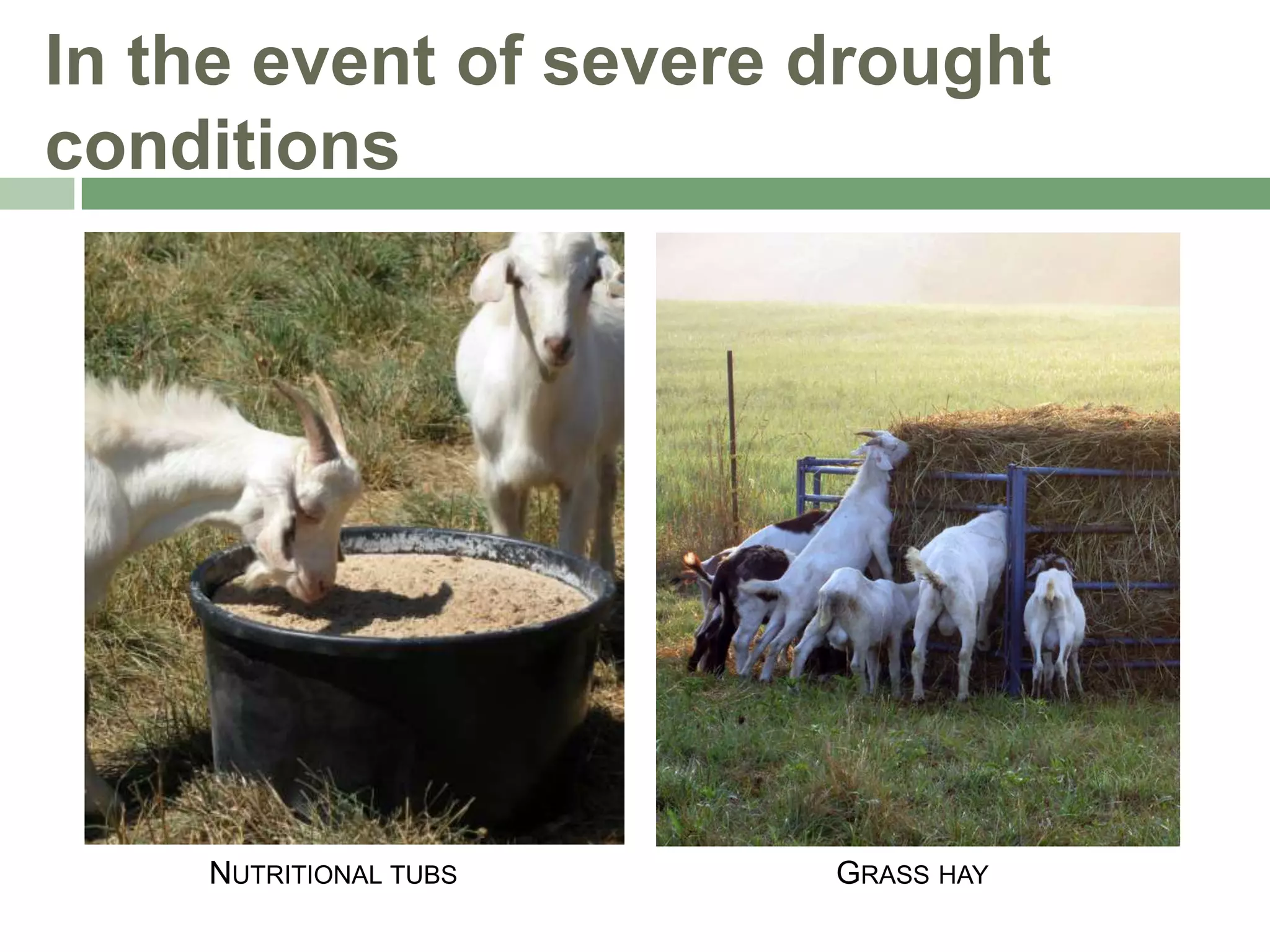 In the event of severe drought
conditions

NUTRITIONAL TUBS

GRASS HAY

 