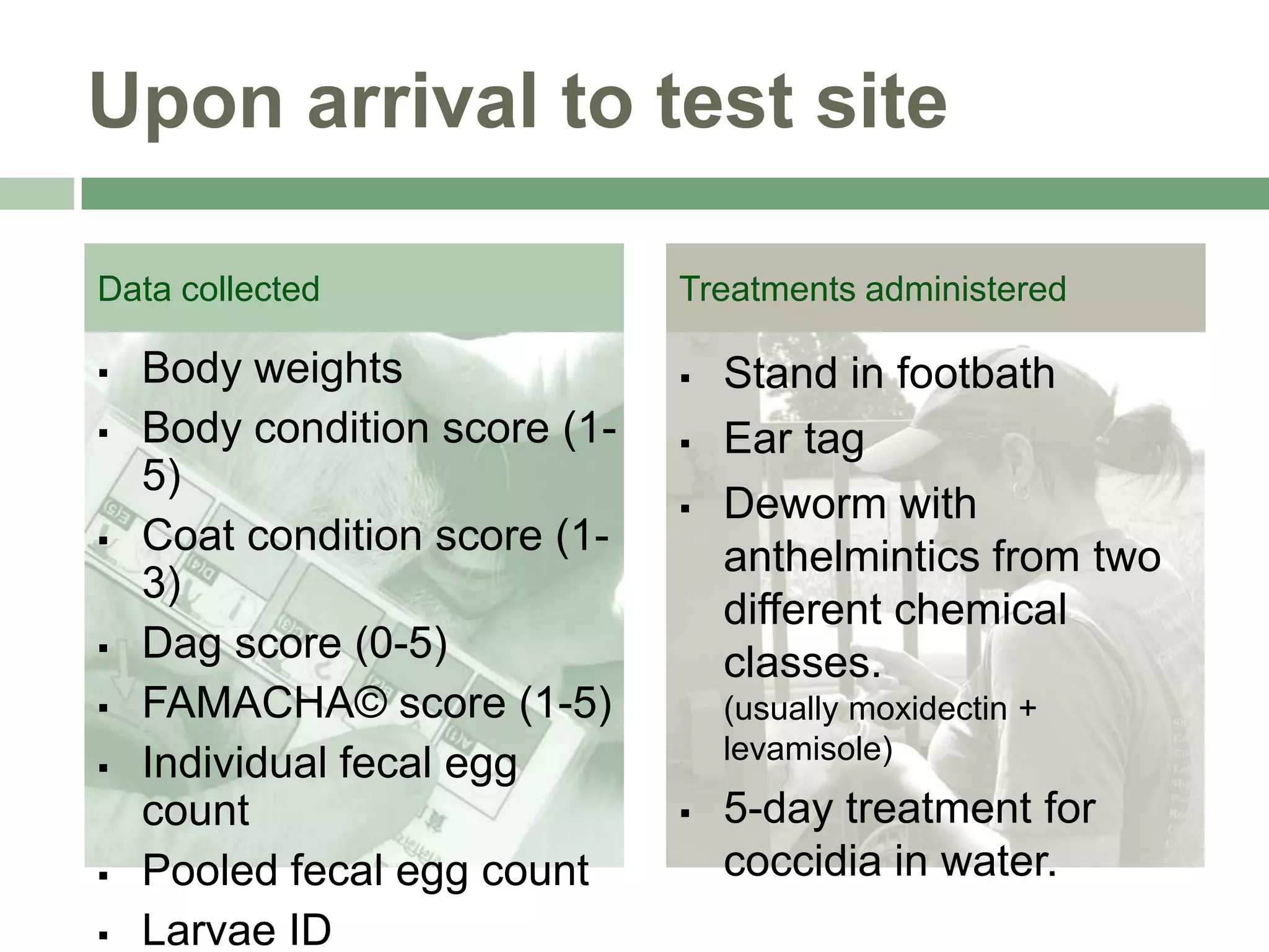 Upon arrival to test site
Data collected












Body weights
Body condition score (15)
Coat condition score (13)
Dag score (0-5)
FAMACHA© score (1-5)
Individual fecal egg
count
Pooled fecal egg count
Larvae ID

Treatments administered




Stand in footbath
Ear tag
Deworm with
anthelmintics from two
different chemical
classes.
(usually moxidectin +
levamisole)



5-day treatment for
coccidia in water.

 