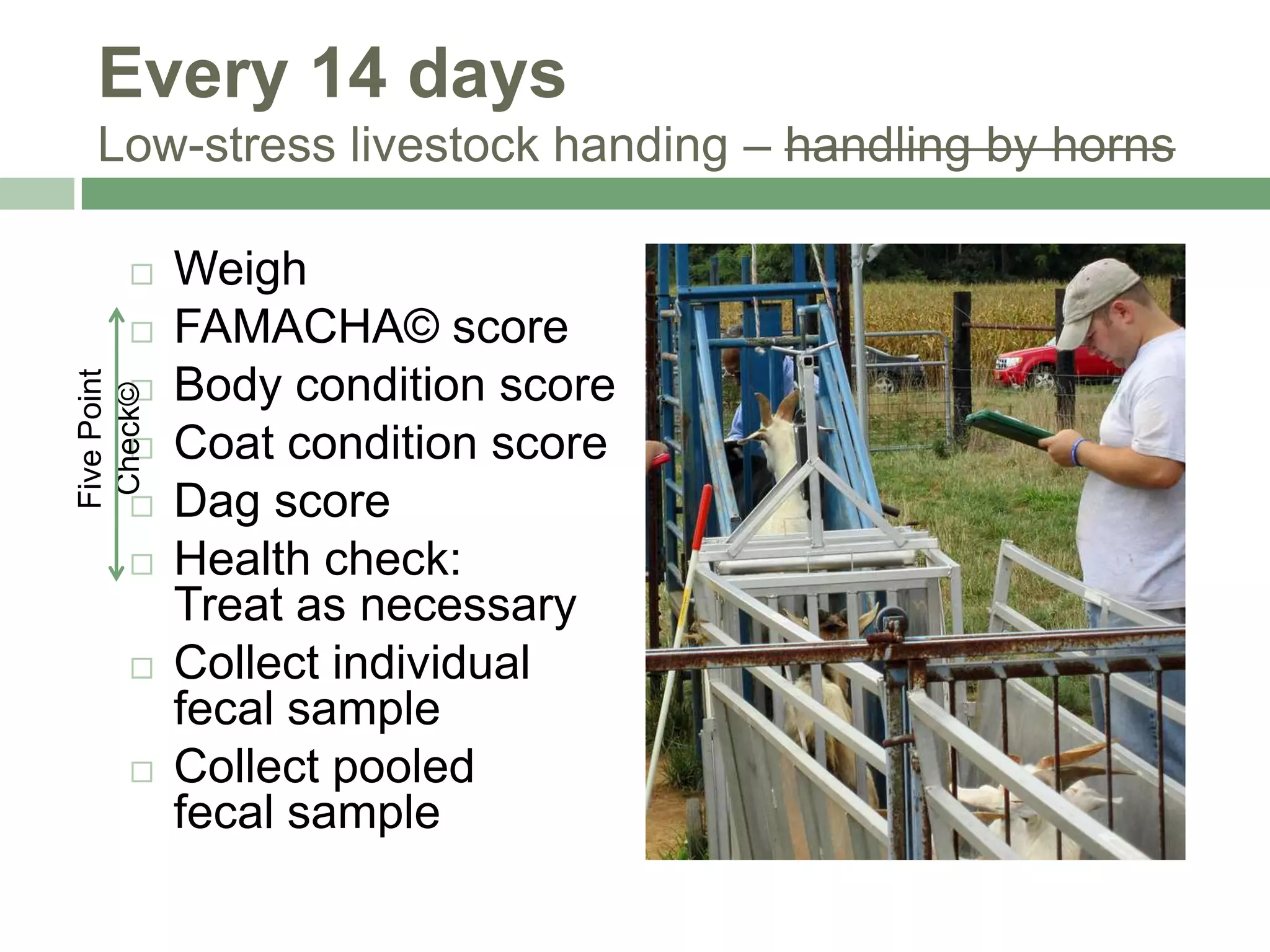 Every 14 days
Low-stress livestock handing – handling by horns


Five Point
Check©












Weigh
FAMACHA© score
Body condition score
Coat condition score
Dag score
Health check:
Treat as necessary
Collect individual
fecal sample
Collect pooled
fecal sample

 