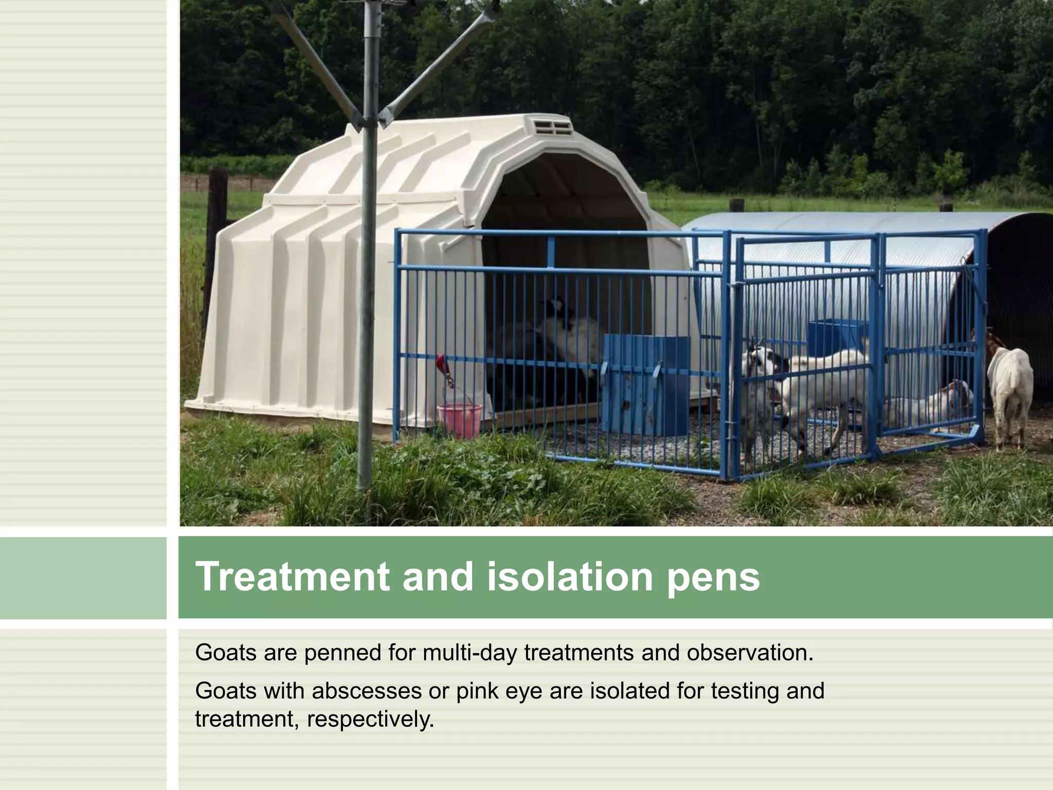 Treatment and isolation pens
Goats are penned for multi-day treatments and observation.
Goats with abscesses or pink eye are isolated for testing and
treatment, respectively.

 
