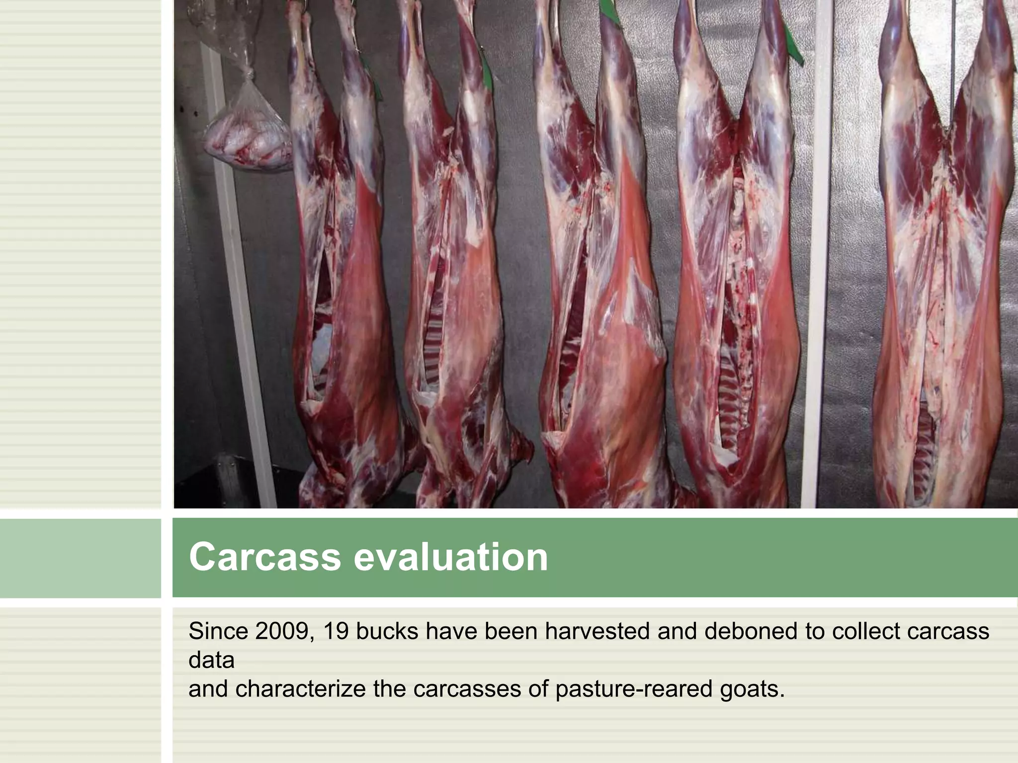 Carcass evaluation
Since 2009, 19 bucks have been harvested and deboned to collect carcass
data
and characterize the carcasses of pasture-reared goats.

 