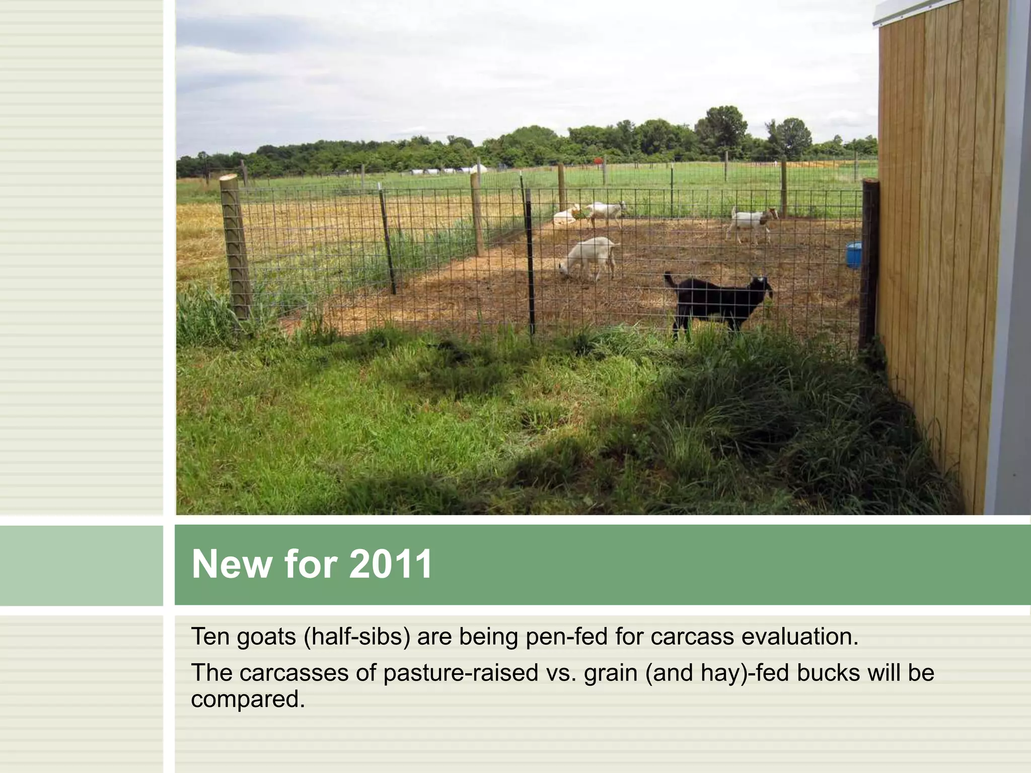 New for 2011
Ten goats (half-sibs) are being pen-fed for carcass evaluation.
The carcasses of pasture-raised vs. grain (and hay)-fed bucks will be
compared.

 
