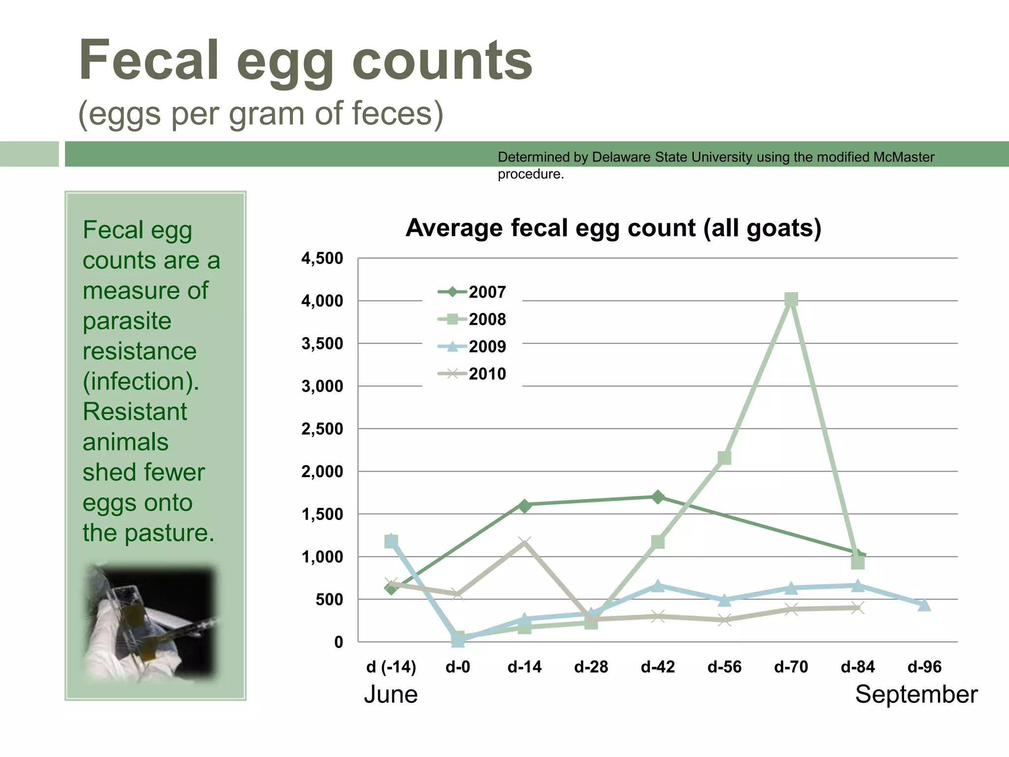 Fecal egg counts
(eggs per gram of feces)
Determined by Delaware State University using the modified McMaster
procedure.

Fecal egg
counts are a
measure of
parasite
resistance
(infection).
Resistant
animals
shed fewer
eggs onto
the pasture.

Average fecal egg count (all goats)
4,500
2007

4,000

2008
3,500

2009
2010

3,000
2,500
2,000
1,500
1,000
500
0
d (-14)

June

d-0

d-14

d-28

d-42

d-56

d-70

d-84

d-96

September

 