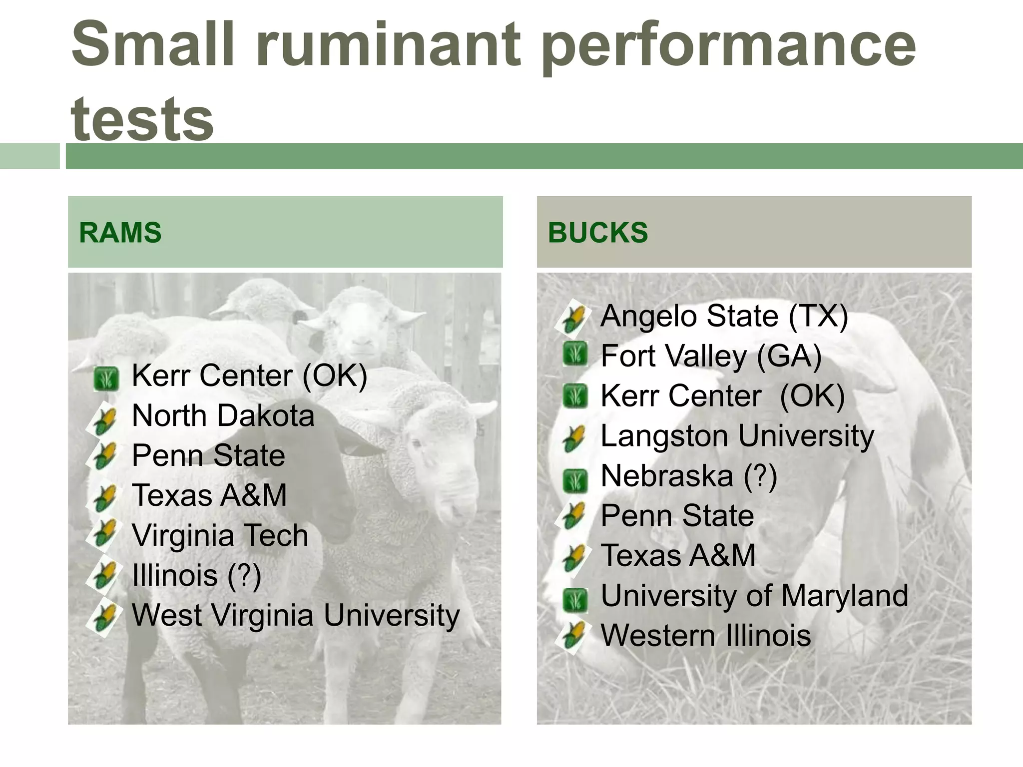 Small ruminant performance
tests
RAMS

BUCKS











Kerr Center (OK)
North Dakota
Penn State
Texas A&M
Virginia Tech
Illinois (?)
West Virginia University










Angelo State (TX)
Fort Valley (GA)
Kerr Center (OK)
Langston University
Nebraska (?)
Penn State
Texas A&M
University of Maryland
Western Illinois

 