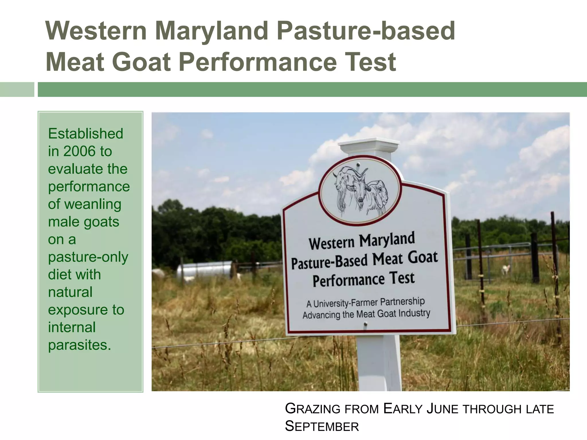 Western Maryland Pasture-based
Meat Goat Performance Test
Established
in 2006 to
evaluate the
performance
of weanling
male goats
on a
pasture-only
diet with
natural
exposure to
internal
parasites.

GRAZING FROM EARLY JUNE THROUGH LATE
SEPTEMBER

 