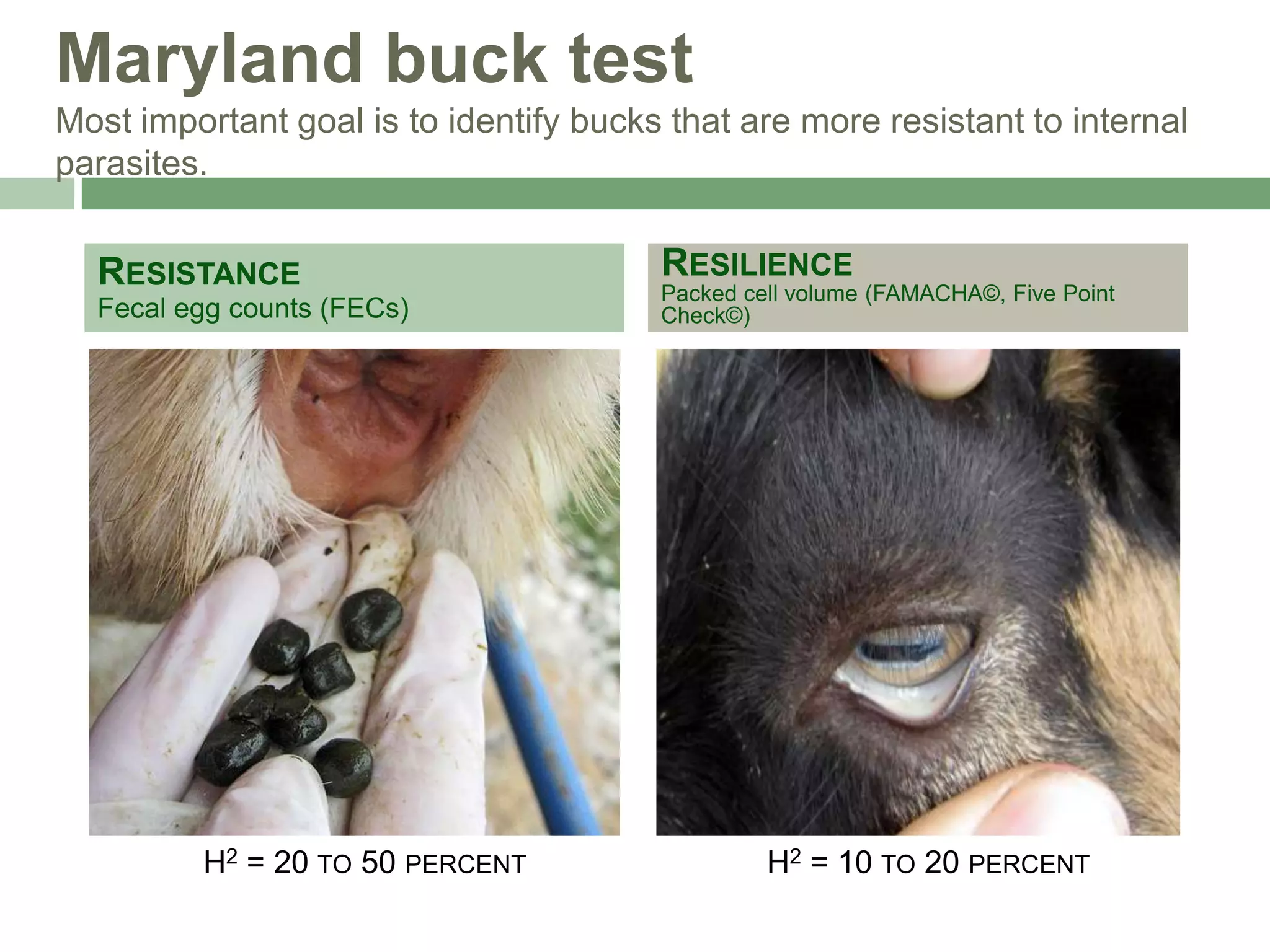 Maryland buck test
Most important goal is to identify bucks that are more resistant to internal
parasites.

RESISTANCE
Fecal egg counts (FECs)

H2 = 20 TO 50 PERCENT

RESILIENCE
Packed cell volume (FAMACHA©, Five Point
Check©)

H2 = 10 TO 20 PERCENT

 