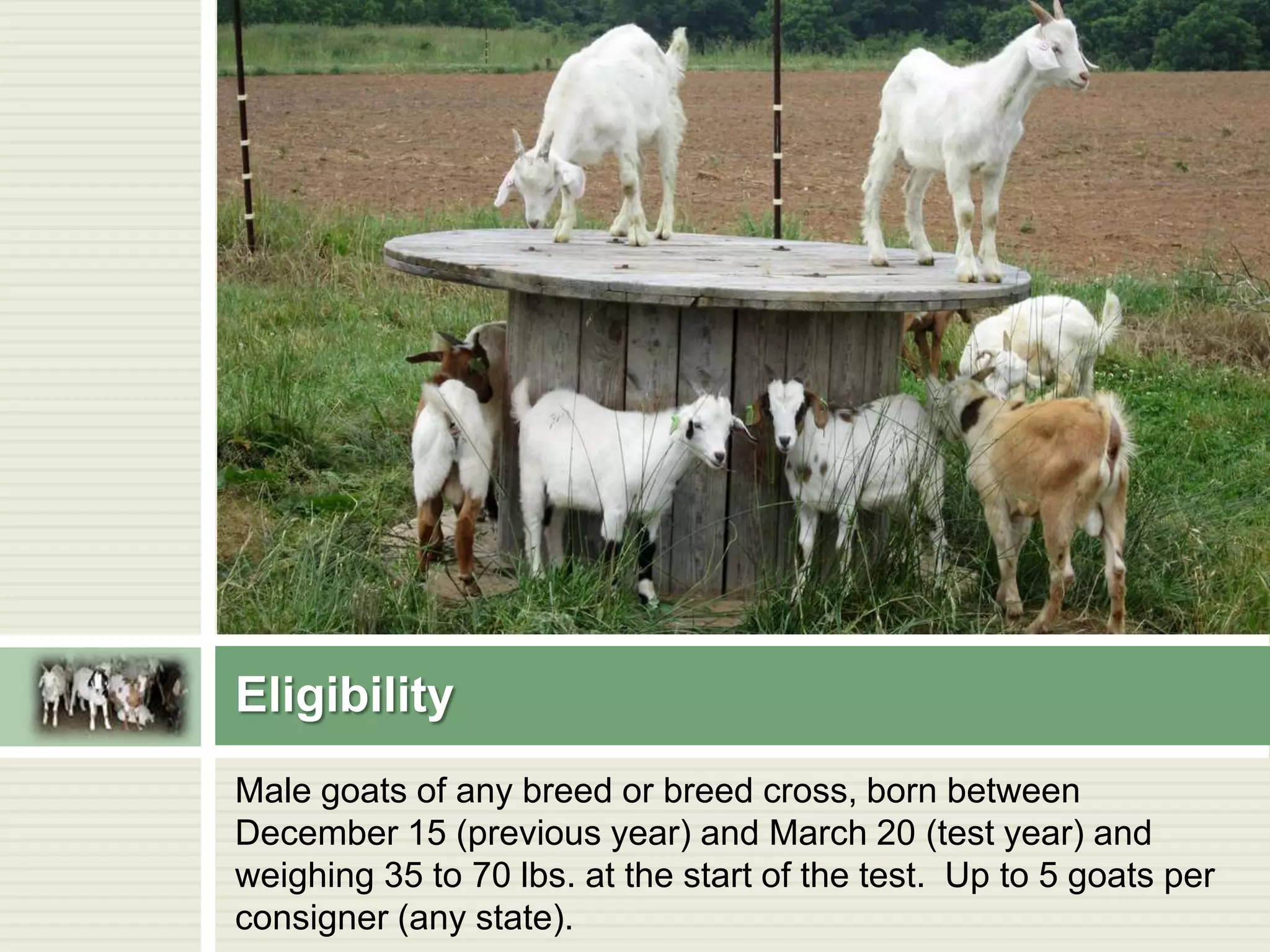 Eligibility
Male goats of any breed or breed cross, born between
December 15 (previous year) and March 20 (test year) and
weighing 35 to 70 lbs. at the start of the test. Up to 5 goats per
consigner (any state).

 
