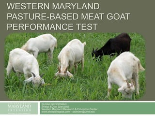 WESTERN MARYLAND
PASTURE-BASED MEAT GOAT
PERFORMANCE TEST

SUSAN SCHOENIAN
Sheep &Goat Specialist
Western Maryland Research & Education Center
www.sheepandgoat.com – sschoen@umd.edu

 