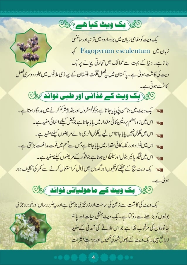 Buckwheat Booklet Urdu Hashoo Foundation's Women Empowerment through