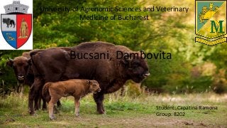 University of Agronomic Sciences and Veterinary
Medicine of Bucharest
Student: Capatina Ramona
Group: 8202
Bucsani, Dambovita
 