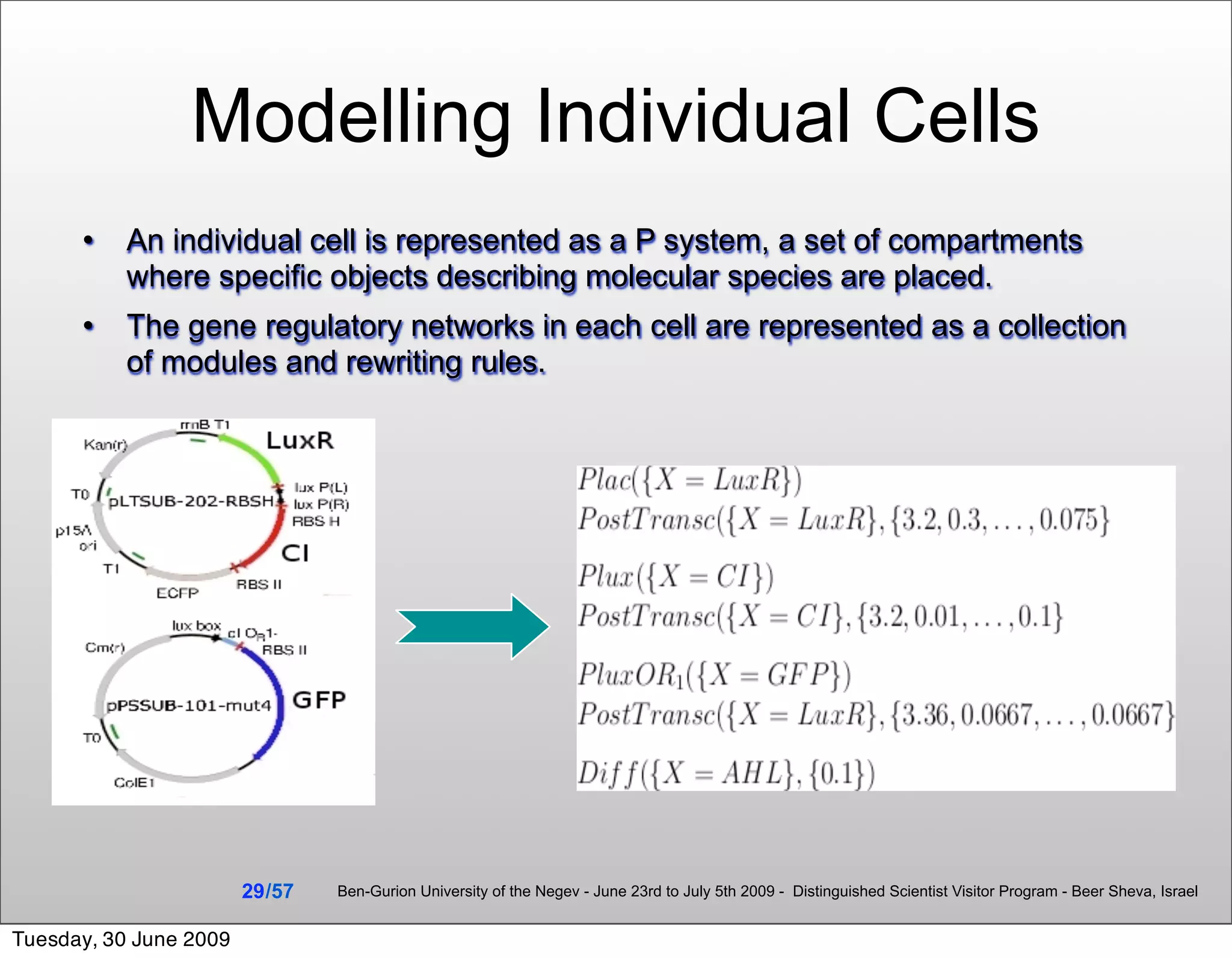 Modelling Individual Cells
          An individual cell is represented as a P system, a set of compartments
           where specific objects describing molecular species are placed.
          The gene regulatory networks in each cell are represented as a collection
           of modules and rewriting rules.




                        29 /57   Ben-Gurion University of the Negev - June 23rd to July 5th 2009 - Distinguished Scientist Visitor Program - Beer Sheva, Israel


Tuesday, 30 June 2009
 