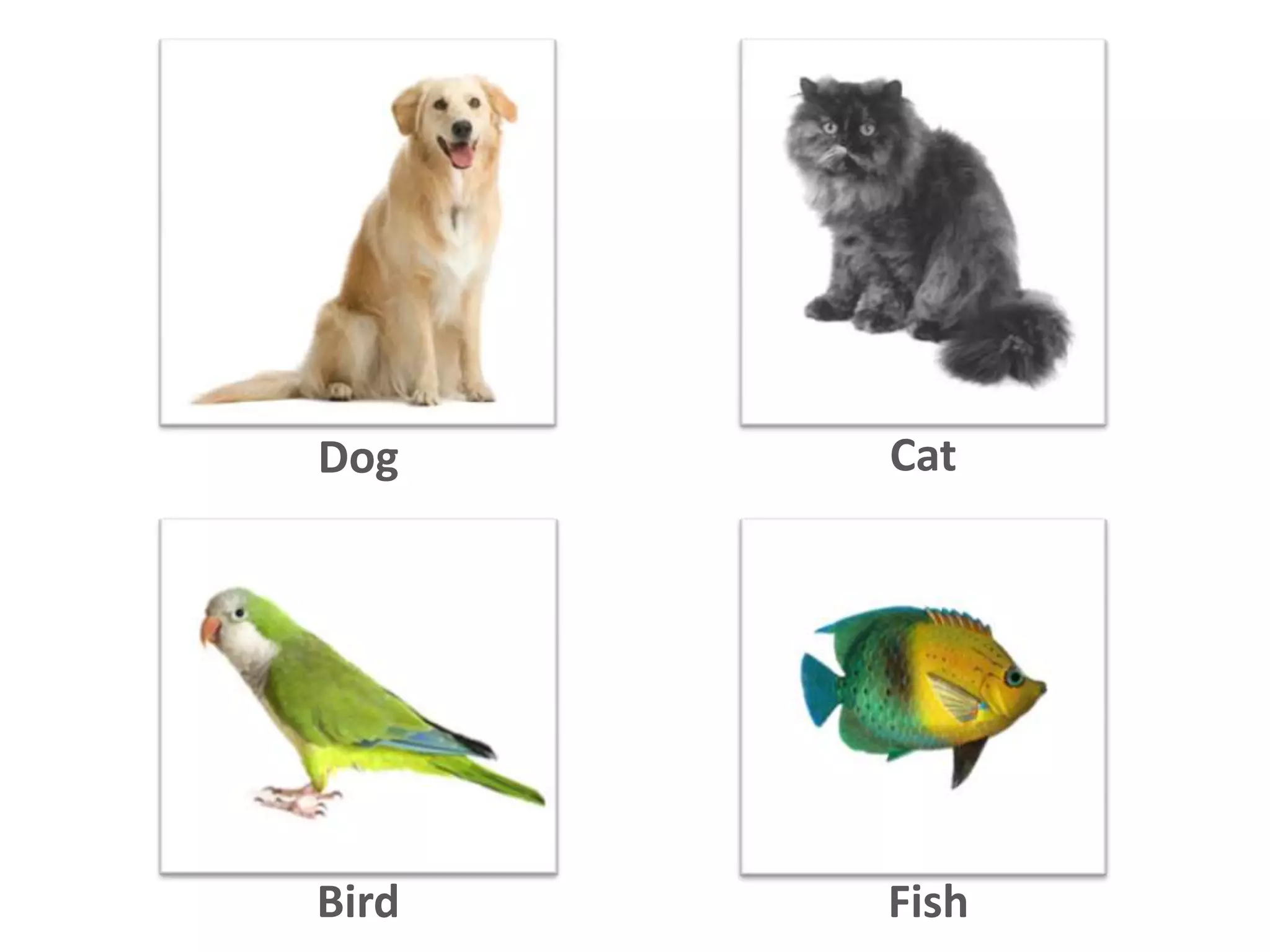 Dog Cat
Bird Fish
 
