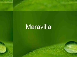 Maravilla 