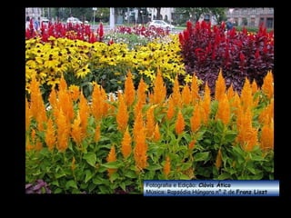 Fotografia e Edição:   Clóvis Ático Música:  Rapsódia Húngara nº 2 de  Franz Liszt 