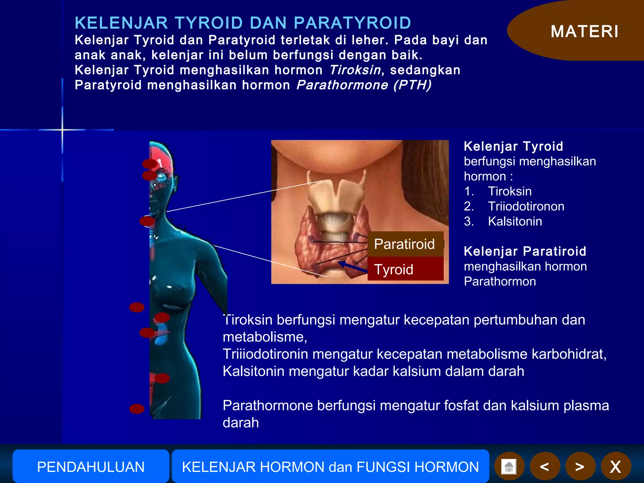 MATERI
X><
KELENJAR TYROID DAN PARATYROID
Kelenjar Tyroid dan Paratyroid terletak di leher. Pada bayi dan
anak anak, kelenjar ini belum berfungsi dengan baik.
Kelenjar Tyroid menghasilkan hormon Tiroksin, sedangkan
Paratyroid menghasilkan hormon Parathormone (PTH)
Paratiroid
Tyroid
Paratiroid
Kelenjar Tyroid
berfungsi menghasilkan
hormon :
1. Tiroksin
2. Triiodotironon
3. Kalsitonin
Kelenjar Paratiroid
menghasilkan hormon
Parathormon
Tiroksin berfungsi mengatur kecepatan pertumbuhan dan
metabolisme,
Triiiodotironin mengatur kecepatan metabolisme karbohidrat,
Kalsitonin mengatur kadar kalsium dalam darah
Parathormone berfungsi mengatur fosfat dan kalsium plasma
darah
AmudionoAmudiono KELENJAR HORMON dan FUNGSI HORMONPENDAHULUAN
 