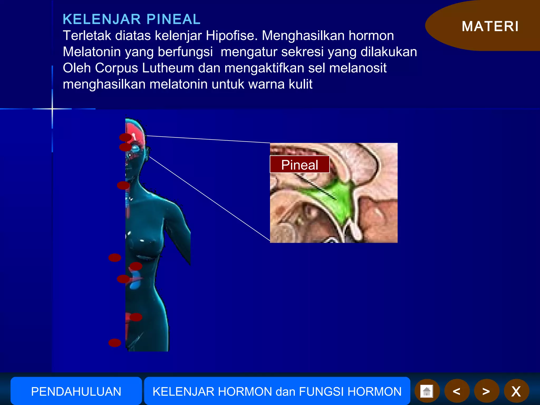 MATERI
X><
KELENJAR PINEAL
Terletak diatas kelenjar Hipofise. Menghasilkan hormon
Melatonin yang berfungsi mengatur sekresi yang dilakukan
Oleh Corpus Lutheum dan mengaktifkan sel melanosit
menghasilkan melatonin untuk warna kulit
Pineal
AmudionoAmudiono KELENJAR HORMON dan FUNGSI HORMONPENDAHULUAN
 