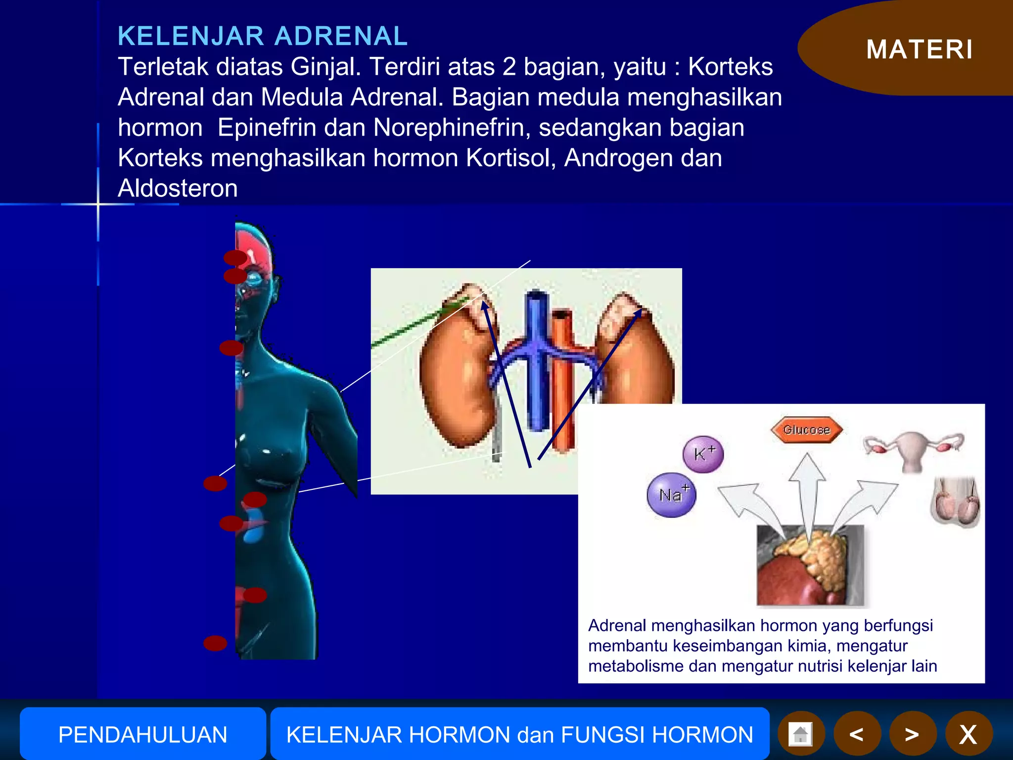 MATERI
X><
KELENJAR ADRENAL
Terletak diatas Ginjal. Terdiri atas 2 bagian, yaitu : Korteks
Adrenal dan Medula Adrenal. Bagian medula menghasilkan
hormon Epinefrin dan Norephinefrin, sedangkan bagian
Korteks menghasilkan hormon Kortisol, Androgen dan
Aldosteron
Kelenjar Adrenal
Adrenal menghasilkan hormon yang berfungsi
membantu keseimbangan kimia, mengatur
metabolisme dan mengatur nutrisi kelenjar lain
AmudionoAmudiono KELENJAR HORMON dan FUNGSI HORMONPENDAHULUAN
 