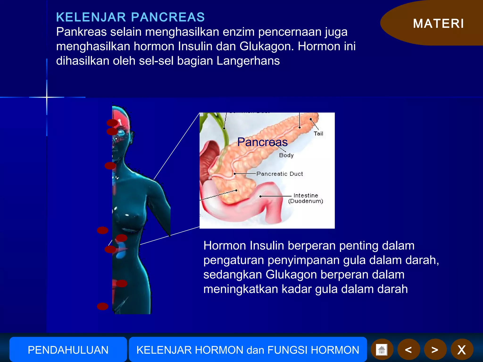 MATERI
X><
KELENJAR PANCREAS
Pankreas selain menghasilkan enzim pencernaan juga
menghasilkan hormon Insulin dan Glukagon. Hormon ini
dihasilkan oleh sel-sel bagian Langerhans
Pancreas
Hormon Insulin berperan penting dalam
pengaturan penyimpanan gula dalam darah,
sedangkan Glukagon berperan dalam
meningkatkan kadar gula dalam darah
AmudionoAmudiono KELENJAR HORMON dan FUNGSI HORMONPENDAHULUAN
 