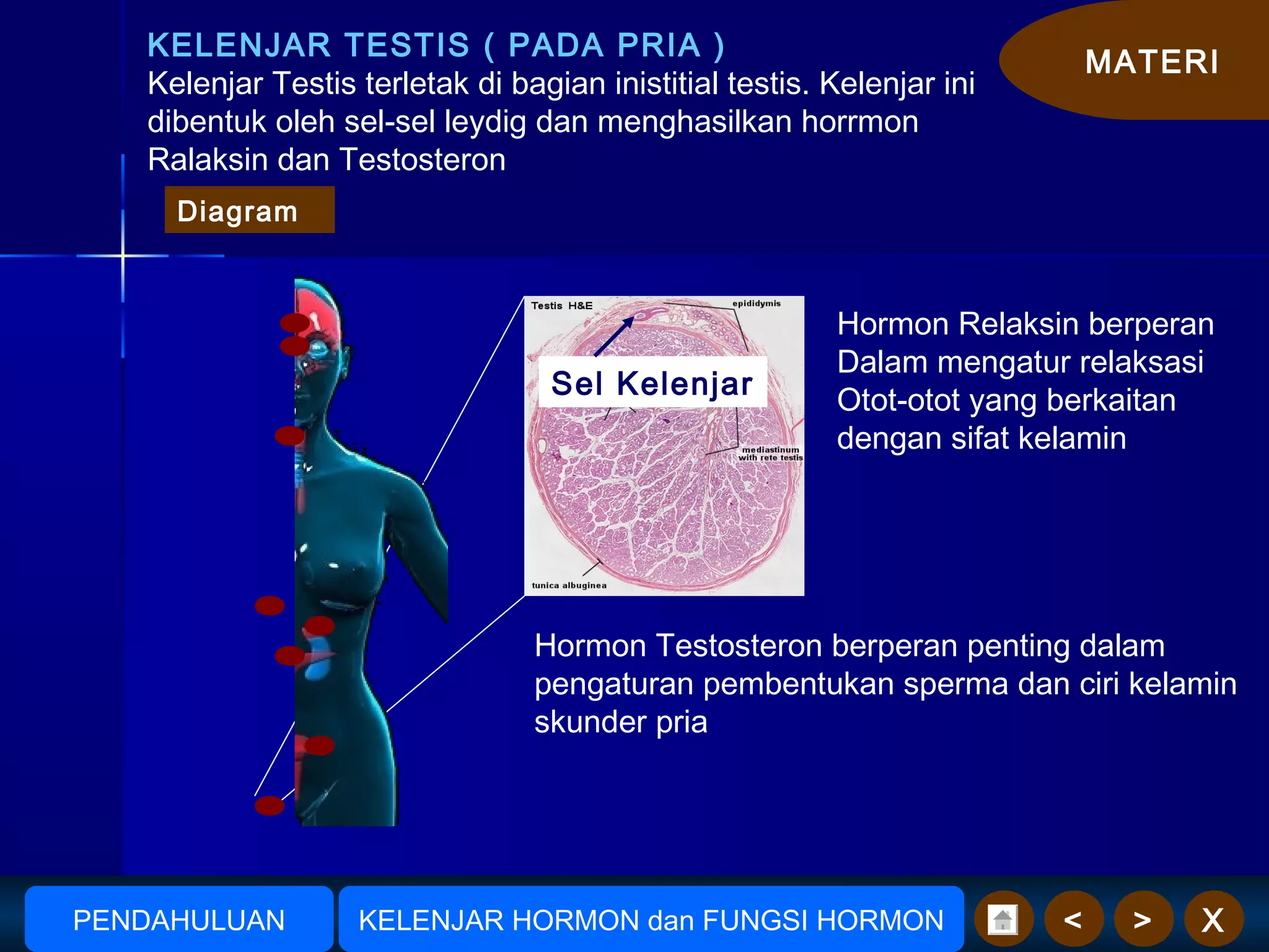 MATERI
X><
KELENJAR TESTIS ( PADA PRIA )
Kelenjar Testis terletak di bagian inistitial testis. Kelenjar ini
dibentuk oleh sel-sel leydig dan menghasilkan horrmon
Ralaksin dan Testosteron
Hormon Testosteron berperan penting dalam
pengaturan pembentukan sperma dan ciri kelamin
skunder pria
Sel Kelenjar
Hormon Relaksin berperan
Dalam mengatur relaksasi
Otot-otot yang berkaitan
dengan sifat kelamin
AmudionoAmudiono KELENJAR HORMON dan FUNGSI HORMONPENDAHULUAN
Diagram
 