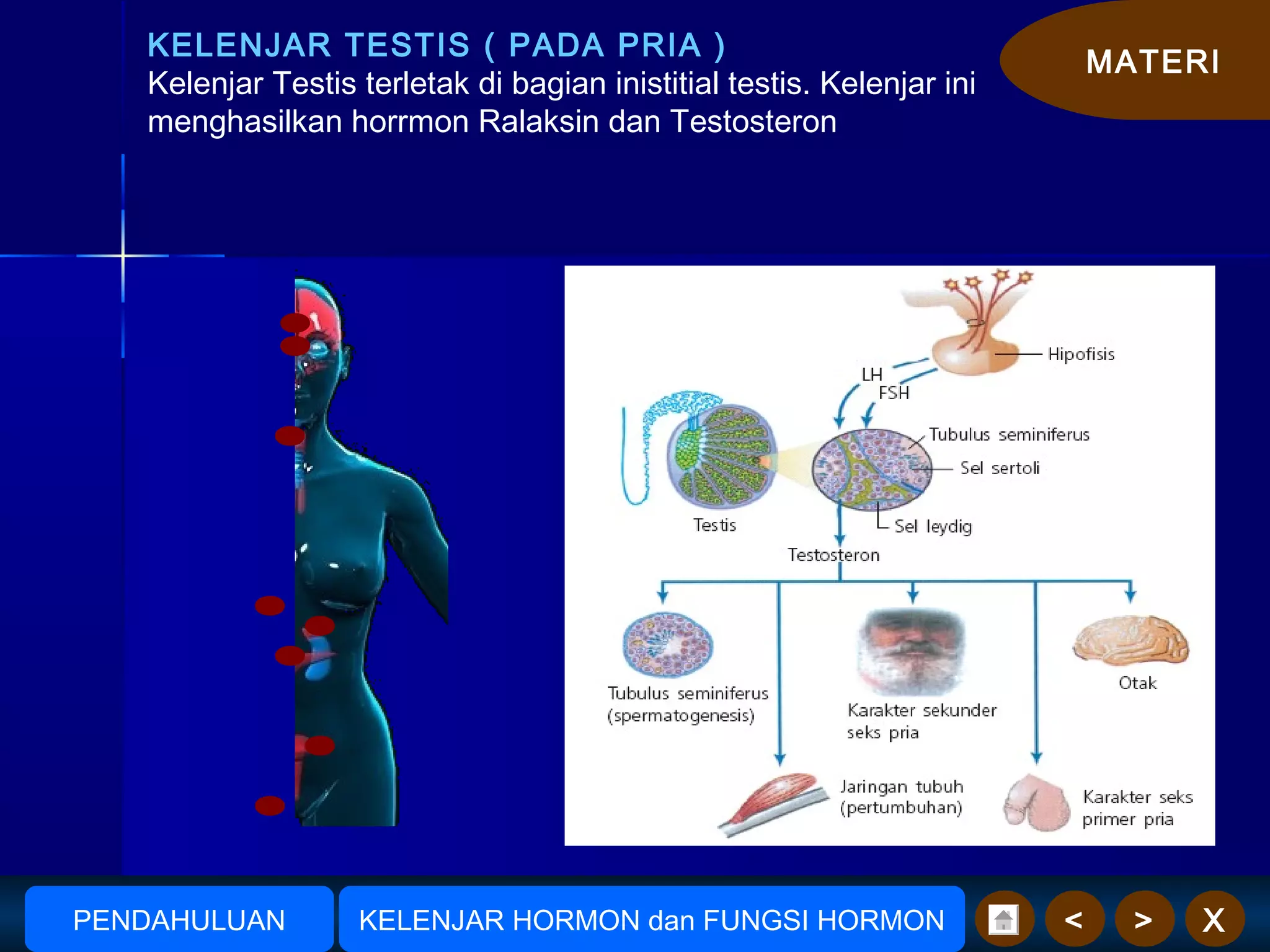 MATERI
X><
KELENJAR TESTIS ( PADA PRIA )
Kelenjar Testis terletak di bagian inistitial testis. Kelenjar ini
menghasilkan horrmon Ralaksin dan Testosteron
AmudionoAmudiono KELENJAR HORMON dan FUNGSI HORMONPENDAHULUAN
 