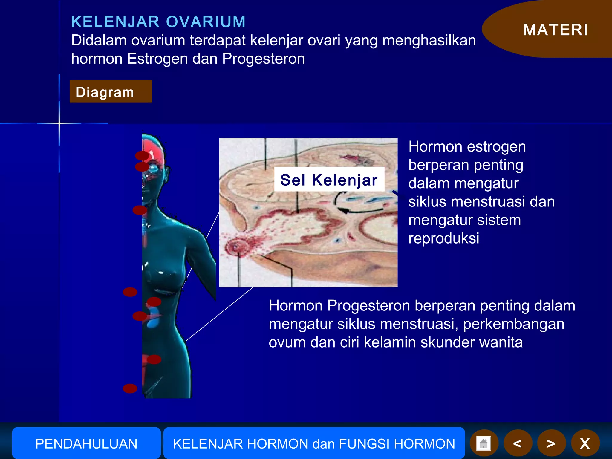 MATERI
X><
KELENJAR OVARIUM
Didalam ovarium terdapat kelenjar ovari yang menghasilkan
hormon Estrogen dan Progesteron
Pancreas
Hormon estrogen
berperan penting
dalam mengatur
siklus menstruasi dan
mengatur sistem
reproduksi
Sel Kelenjar
Hormon Progesteron berperan penting dalam
mengatur siklus menstruasi, perkembangan
ovum dan ciri kelamin skunder wanita
AmudionoAmudiono KELENJAR HORMON dan FUNGSI HORMONPENDAHULUAN
Diagram
 