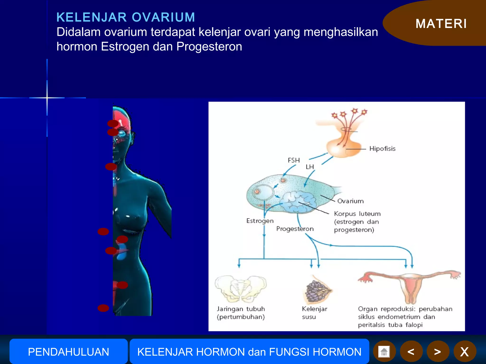 MATERI
X><
KELENJAR OVARIUM
Didalam ovarium terdapat kelenjar ovari yang menghasilkan
hormon Estrogen dan Progesteron
AmudionoAmudiono KELENJAR HORMON dan FUNGSI HORMONPENDAHULUAN
 