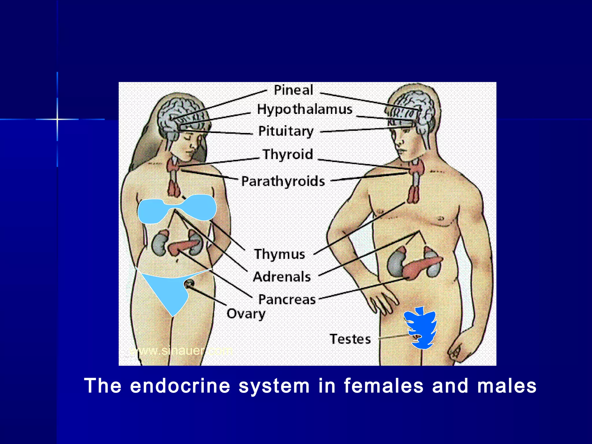 The endocrine system in females and males
www.sinauer.com
 